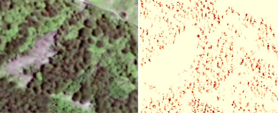 Satellite image and predicted tree density map