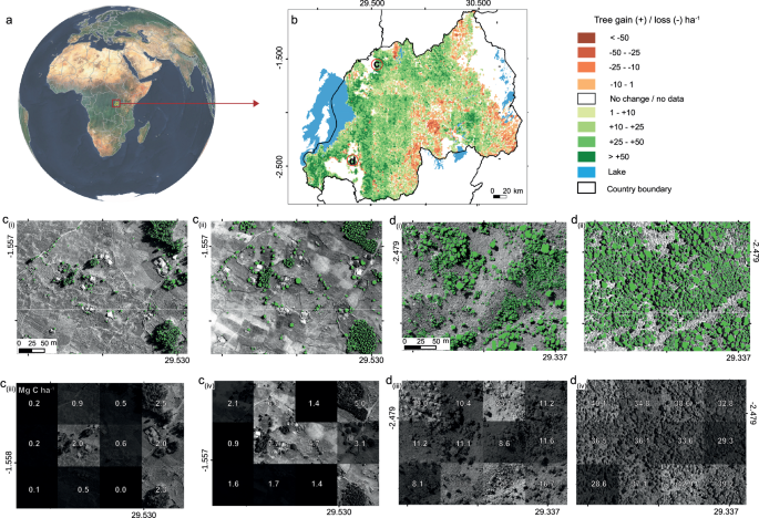 Individual tree carbon stocks in Rwanda