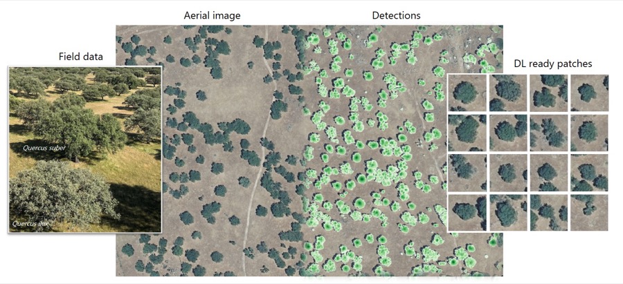 Visual abstract: matching forest inventory to detected trees